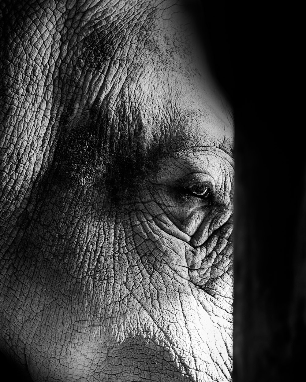 a black and white photo of an elephant's eye