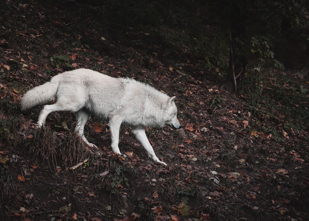 a white wolf walking across a forest covered in leaves