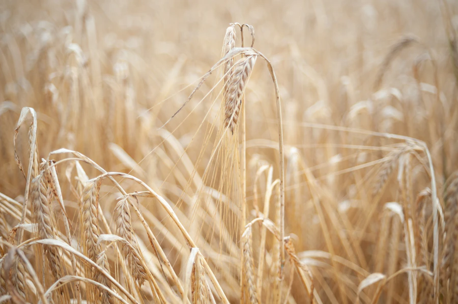 Field of ripe wheat ready to be harvested