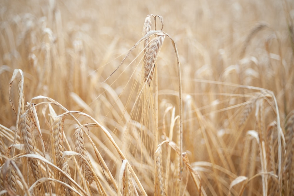 a field of ripe wheat ready to be harvested