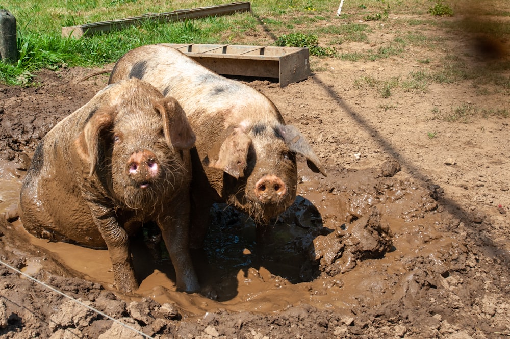 two muddy pigs are standing in the mud