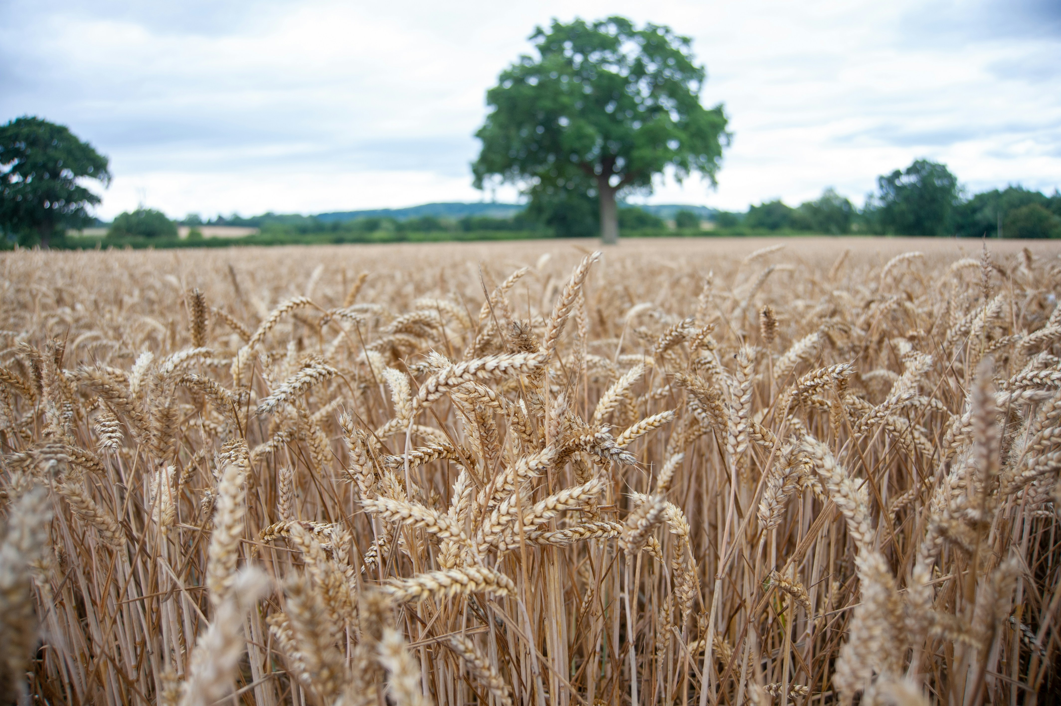 Barley field