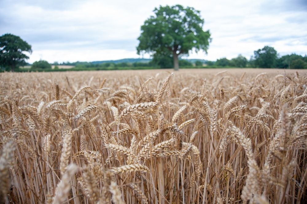 a field of wheat with a tree in the background