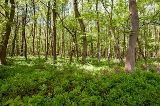 a lush green forest filled with lots of trees