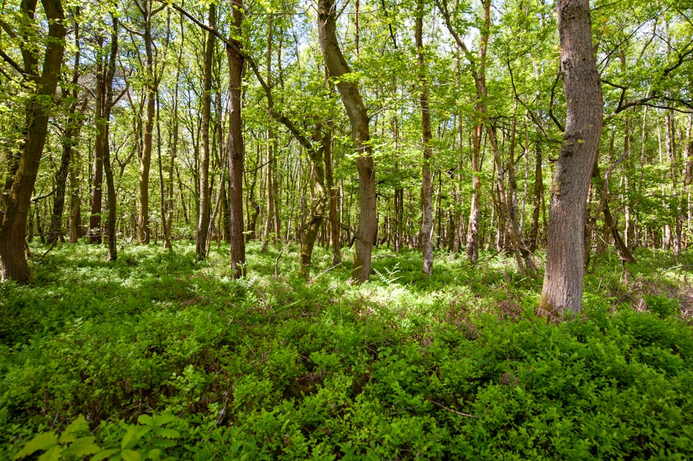 a lush green forest filled with lots of trees