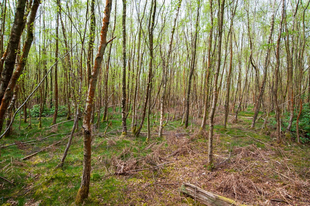 a forest filled with lots of tall trees