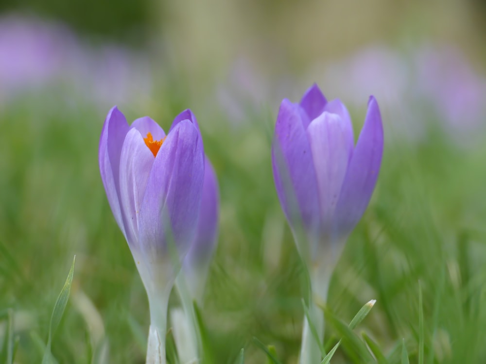 a couple of purple flowers sitting on top of a lush green field