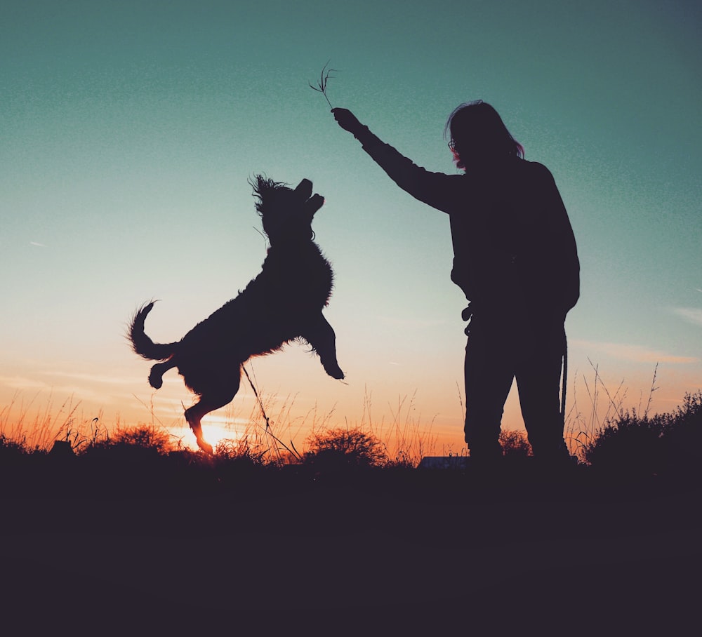 a person and a dog playing with a kite