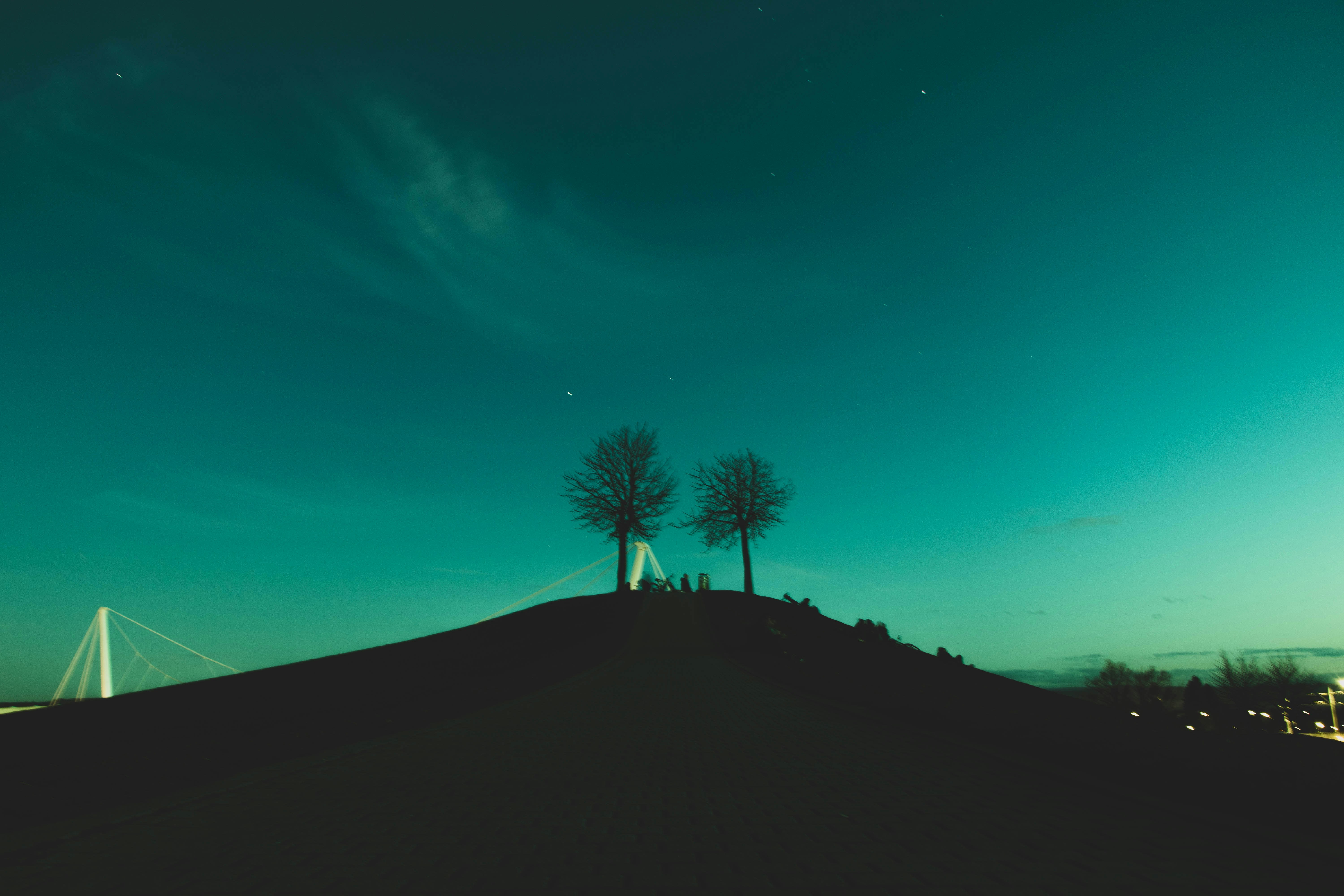Twin trees silhouetted on a grass hilltop at twilight