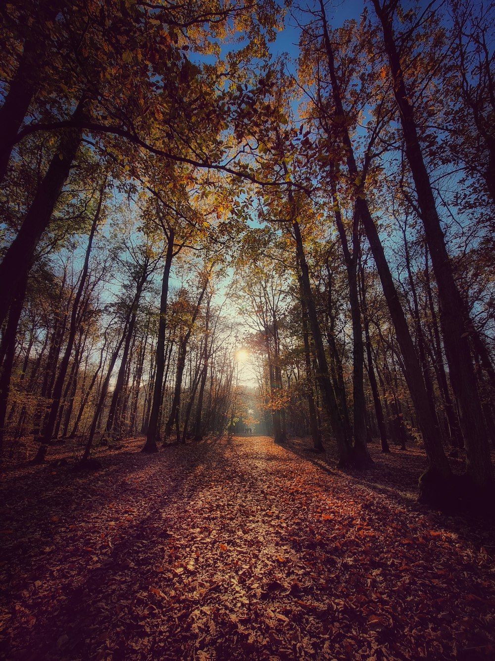 a dirt road surrounded by trees and leaves