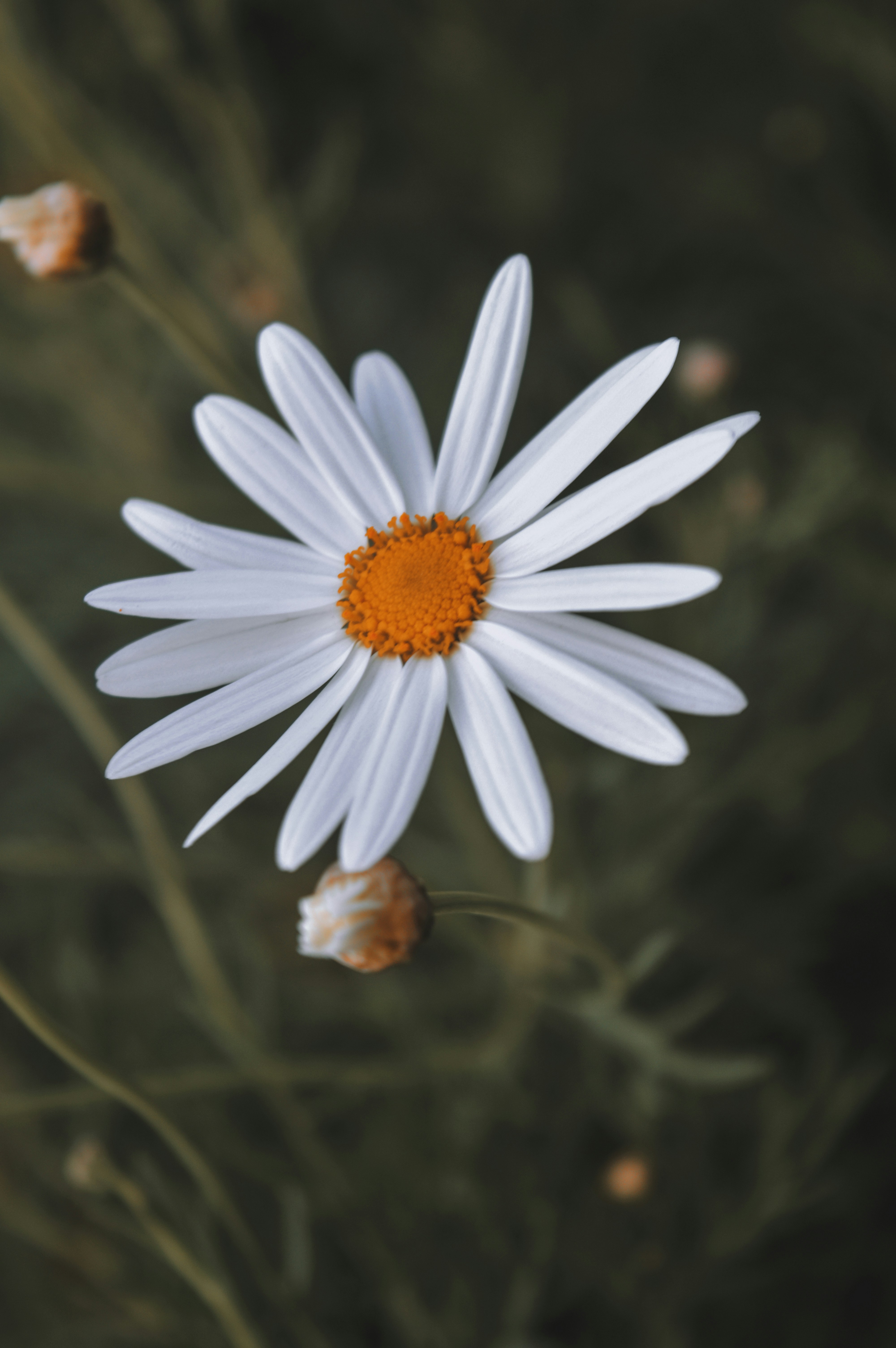 Photo by ahmed_amr201