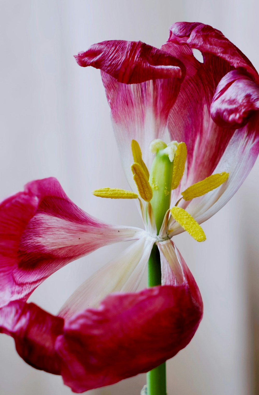 a close up of a pink and white flower