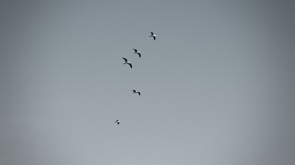 a flock of birds flying through a cloudy sky