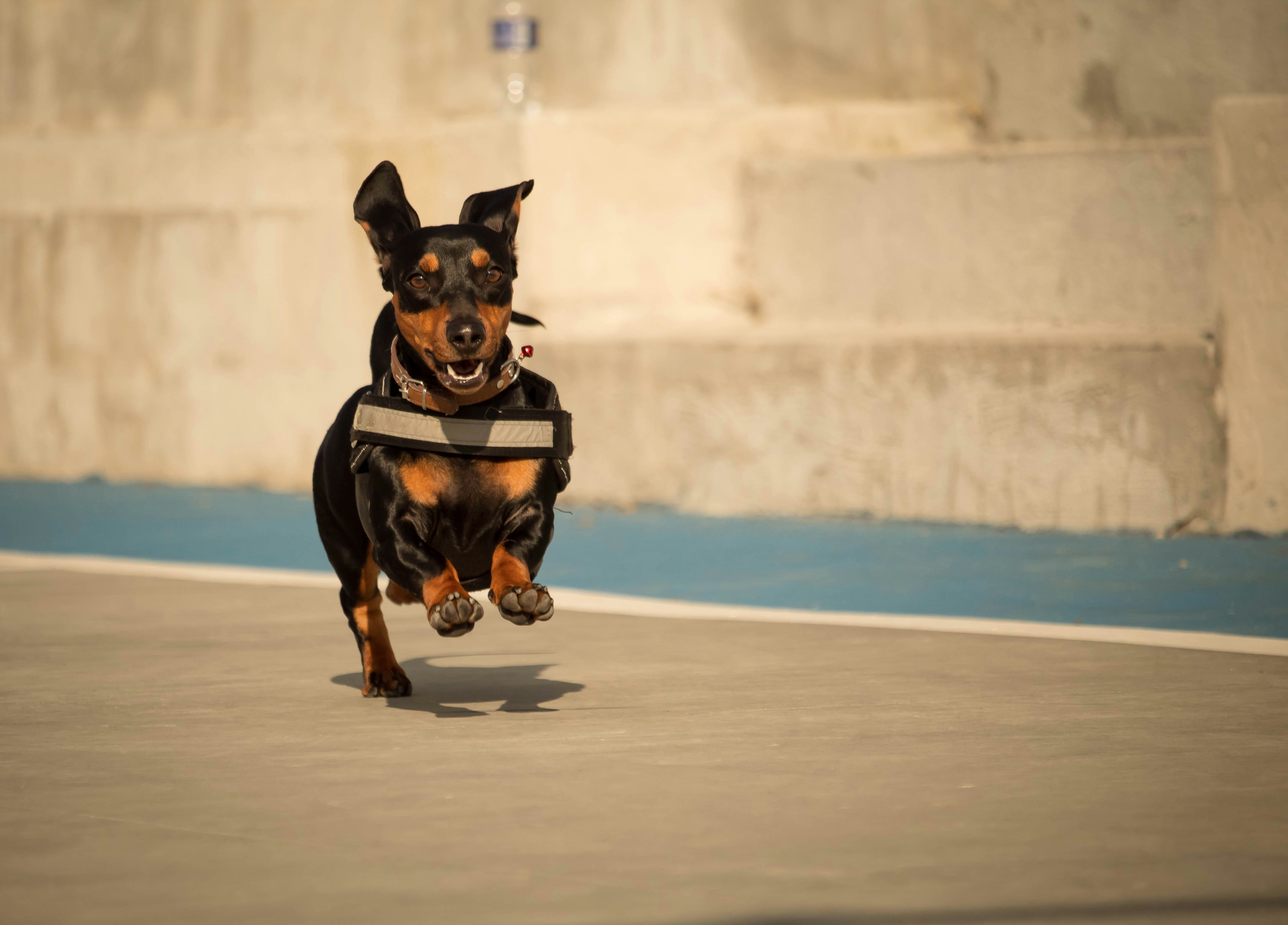 Managing and Supporting a Velcro Dog