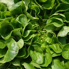 a close up of a bunch of green leaves
