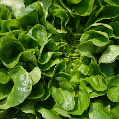 a close up of a bunch of green leaves
