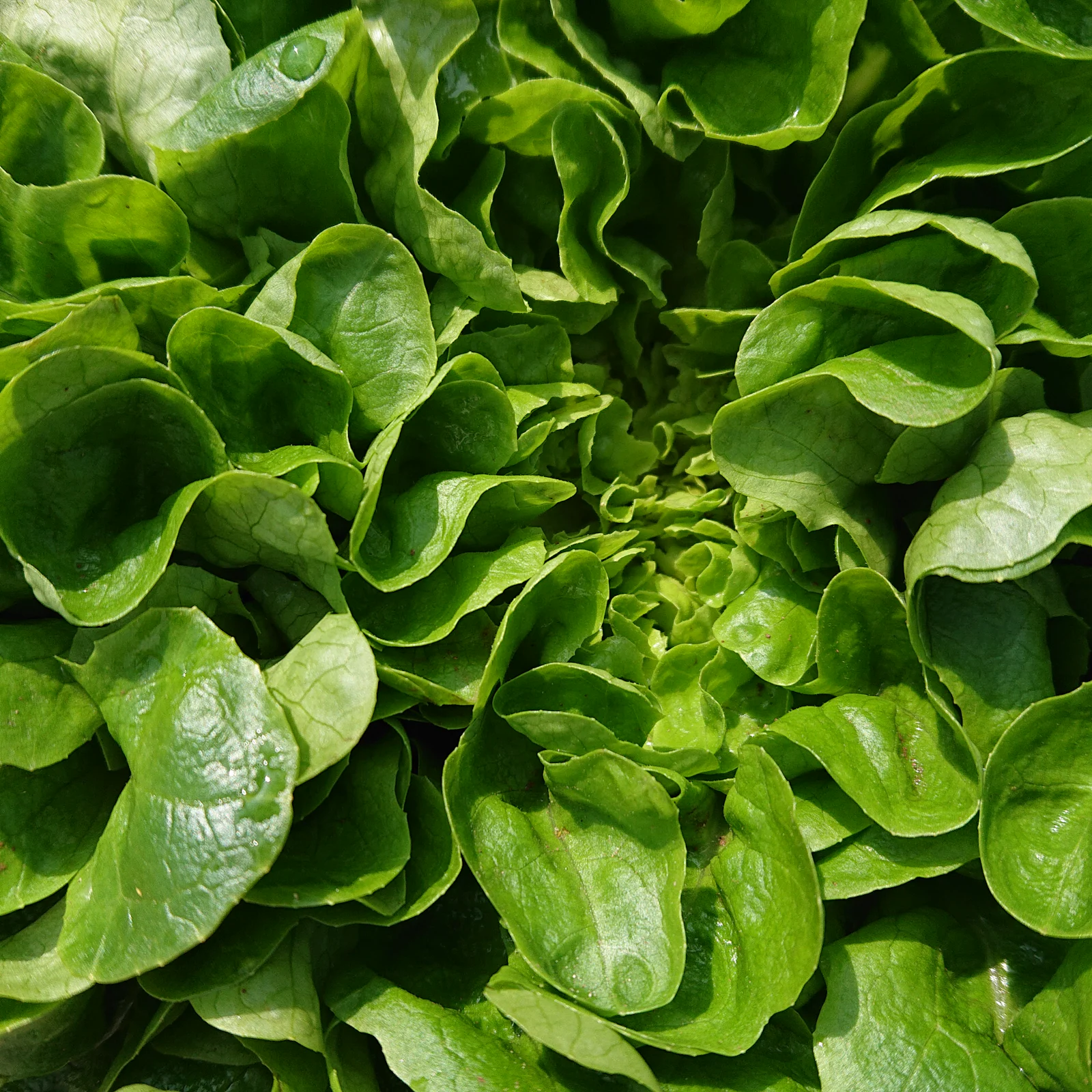 Why Fresh Keerai Matters for Everyday Nutrition