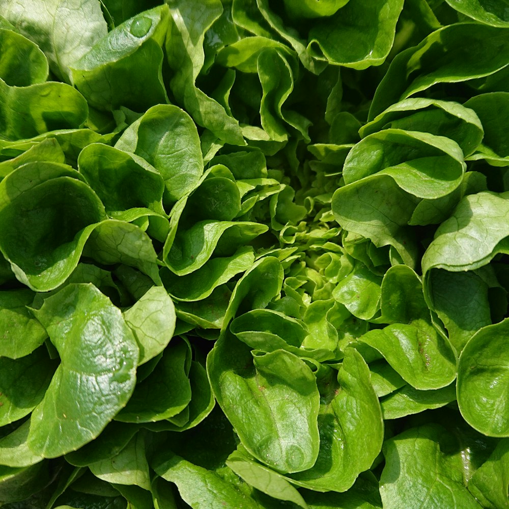 a close up of a bunch of green leaves