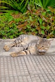 A tabby cat lounging on a sunny sidewalk.
