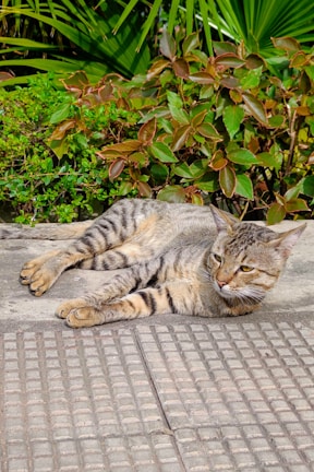A tabby cat lounging on a sunny sidewalk.
