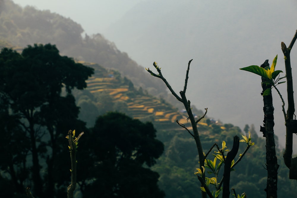 a view of a mountain range with trees in the foreground