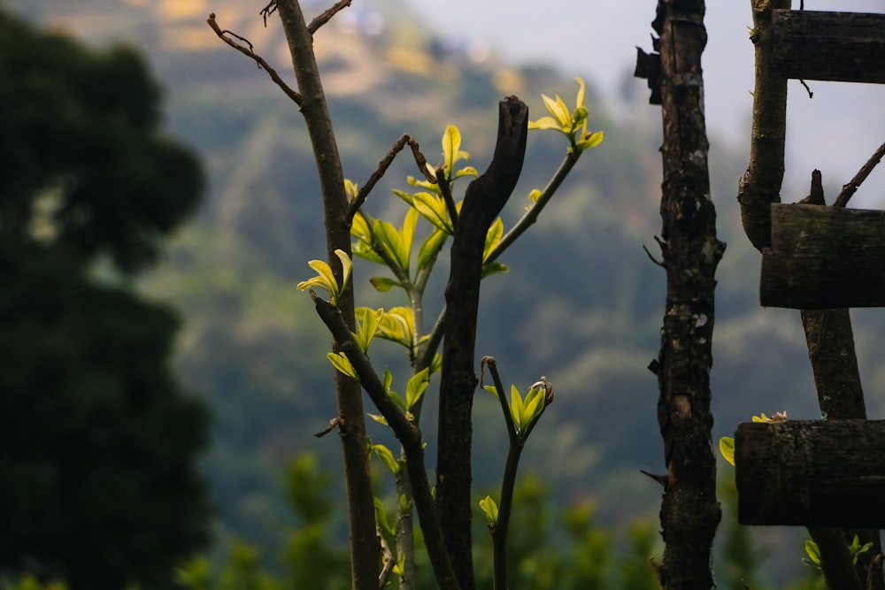 a tree branch with a mountain in the background