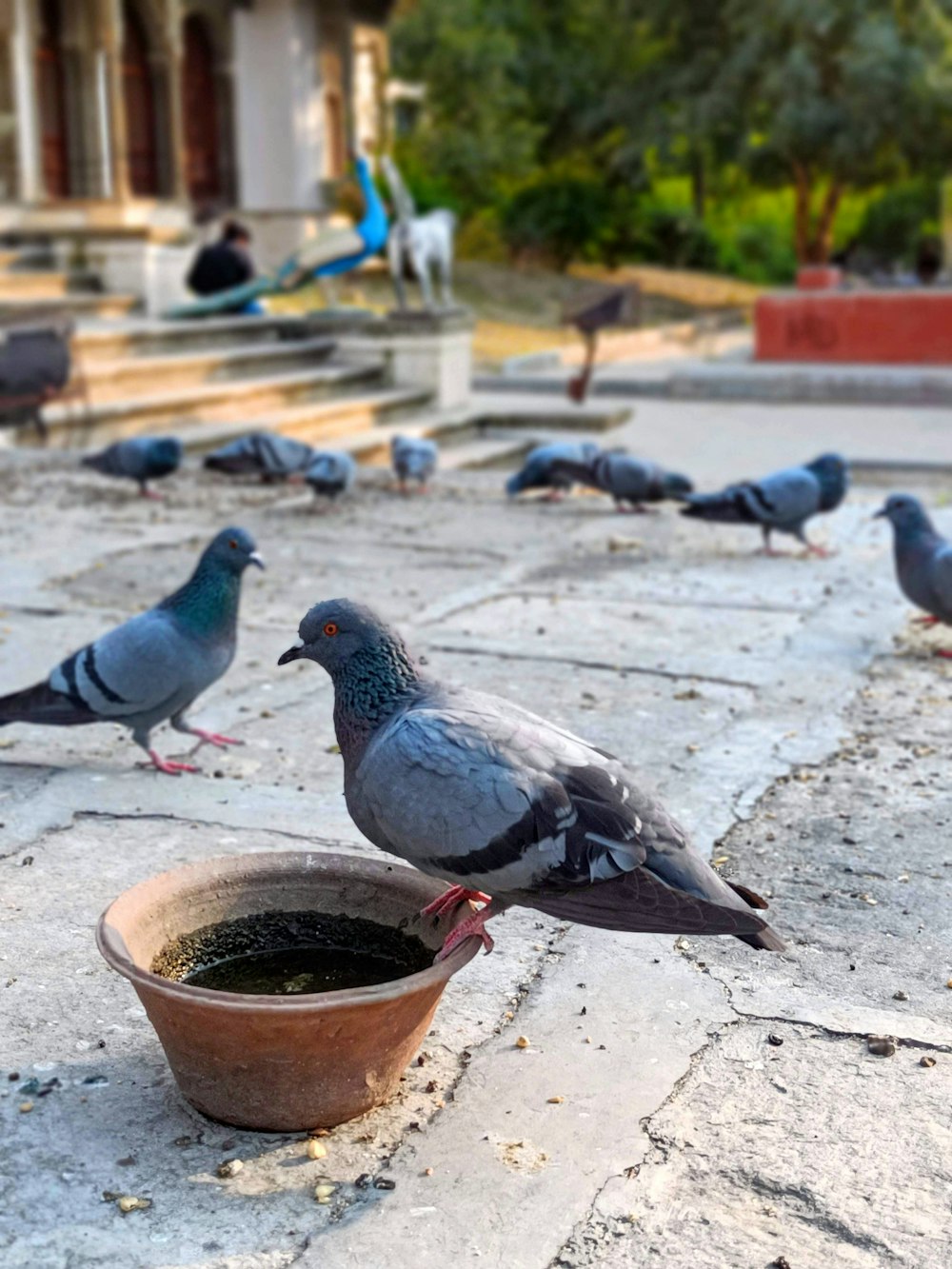 a flock of pigeons standing around a bowl of water