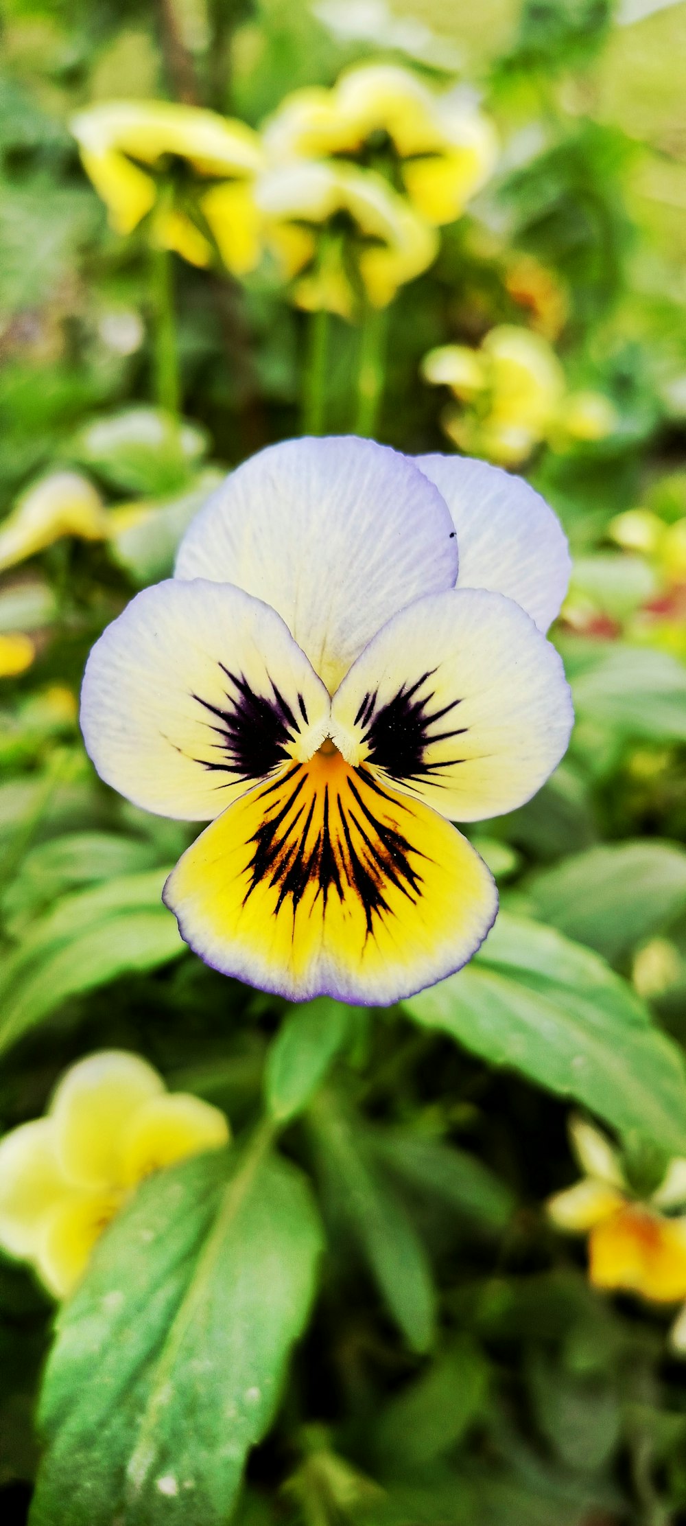 a white and yellow flower with a black center