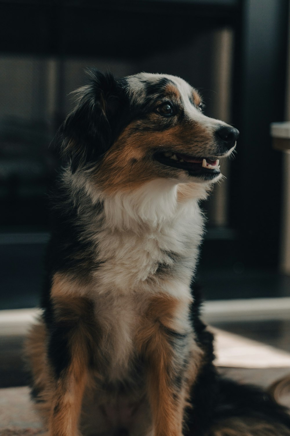 a dog sitting on the floor looking up