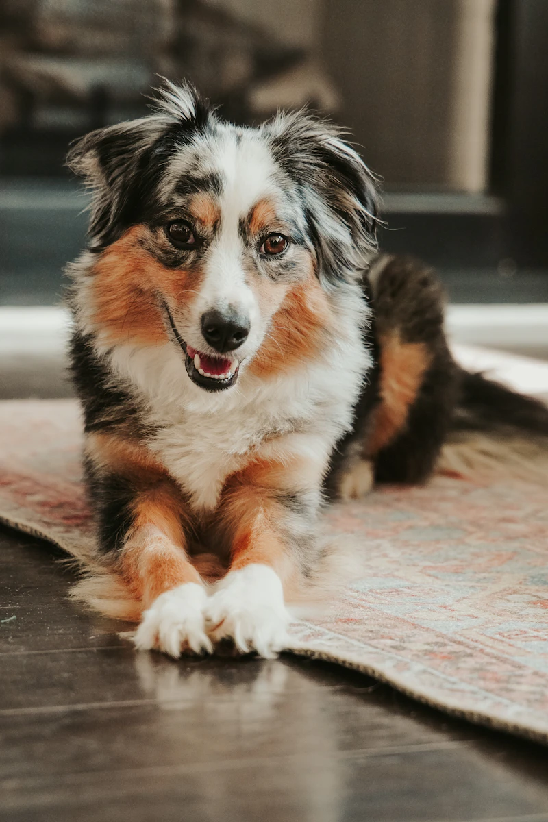 Brídín, a blue merle from our 2016 litter, now ten, lying on a rug at home