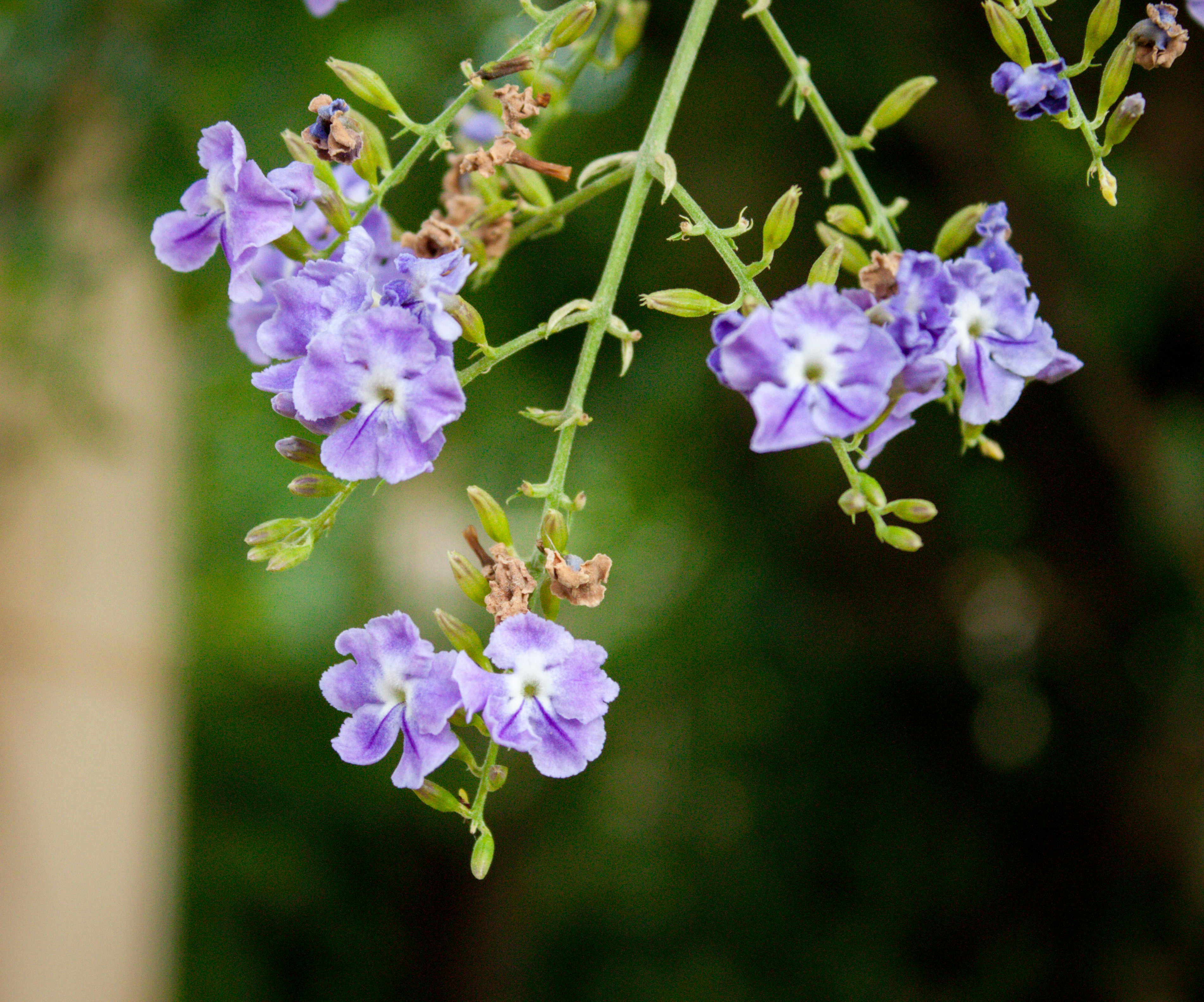 Photo by felipemelquearts