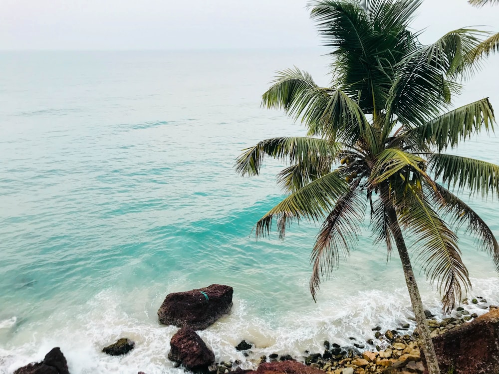 a palm tree sitting on top of a beach next to the ocean