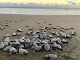 A group of volunteers releasing baby sea turtles on the sandy beach at sunset