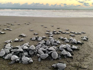 A group of volunteers releasing baby sea turtles on the sandy beach at sunset