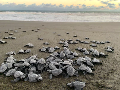 Volunteers releasing baby turtles into the ocean at sunset.