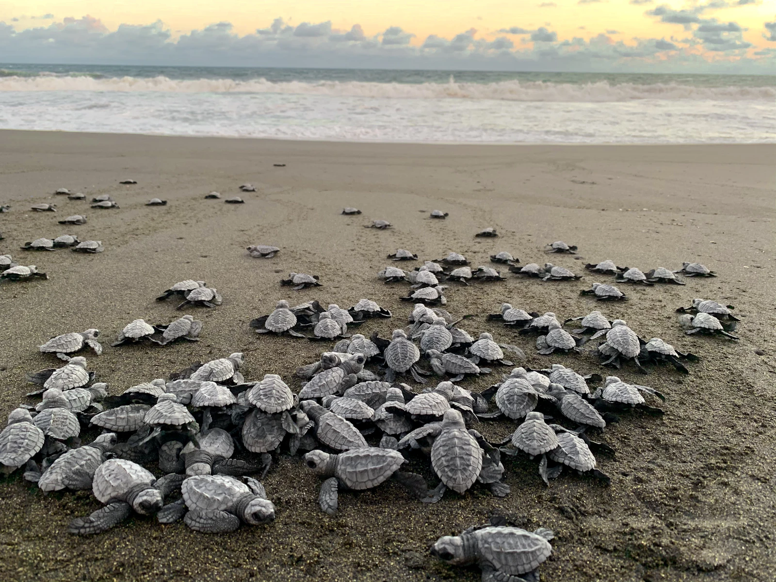 Baby sea turtles at sunset