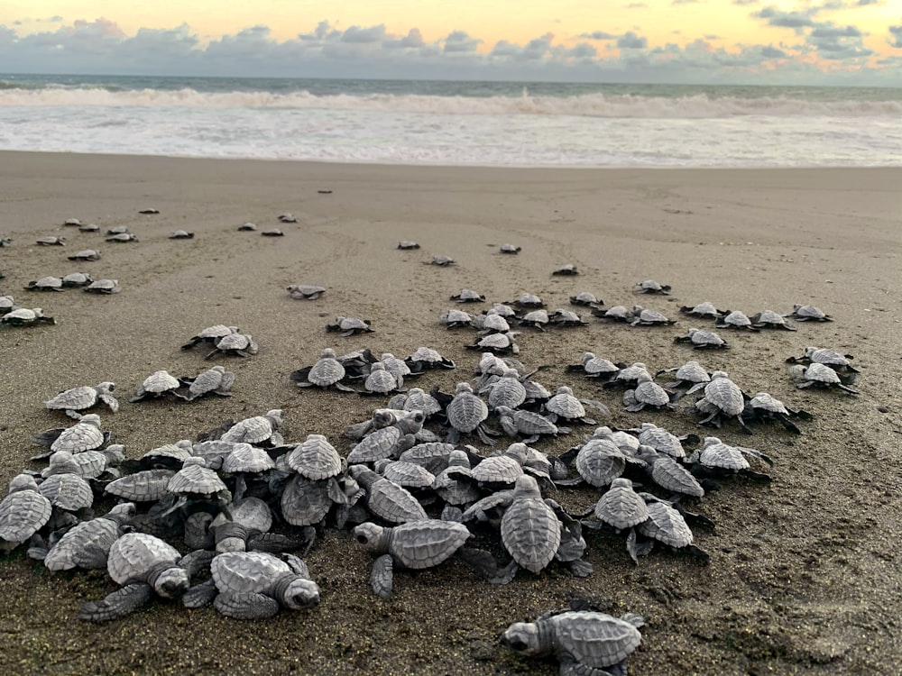 a bunch of baby turtles are on the beach