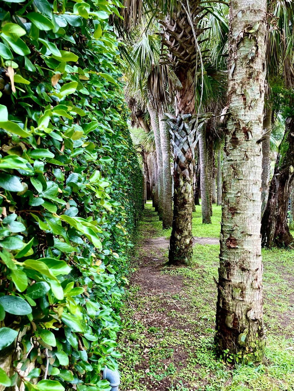 a row of palm trees next to a lush green forest