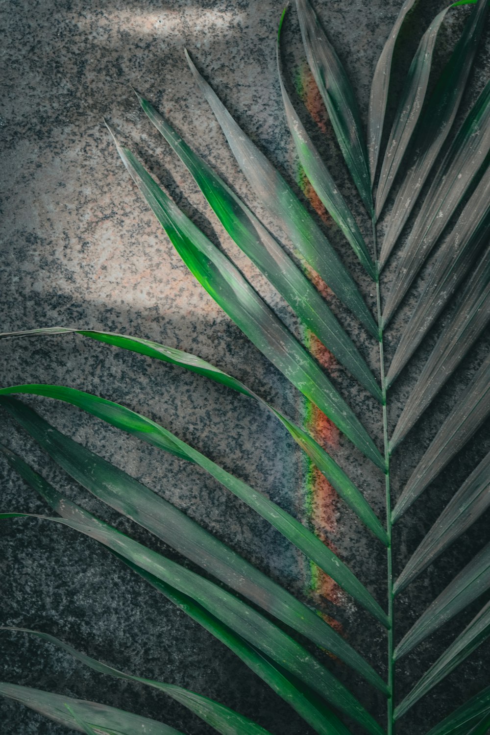 a close up of a palm leaf on a cement surface