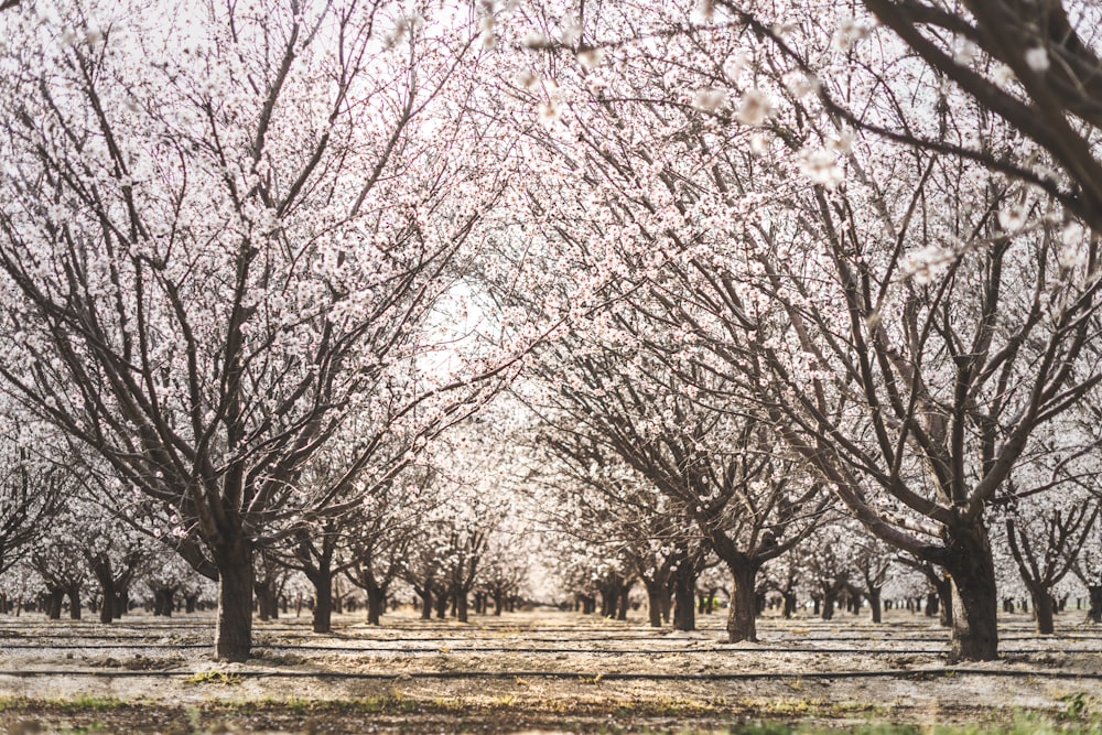 a group of trees that are next to each other