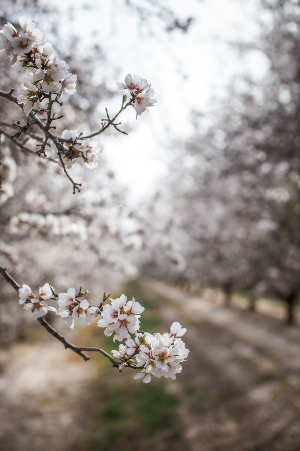 a tree with white flowers on it and a dirt road in the background