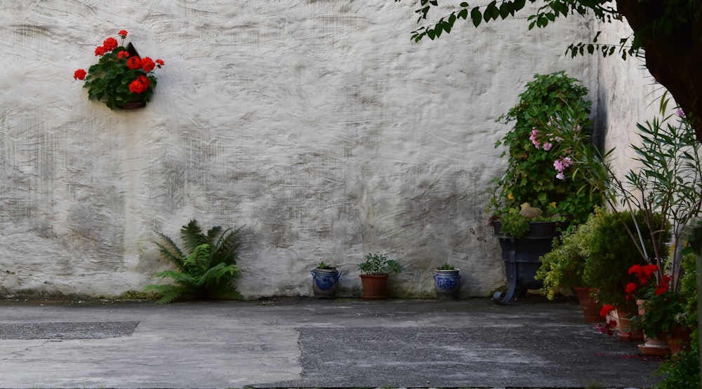 a white wall with potted plants on it