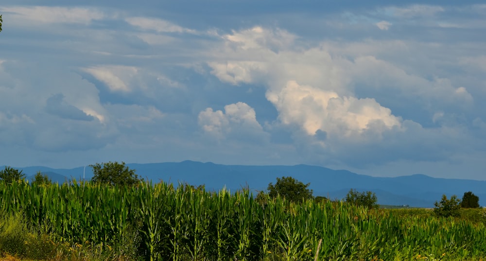 a large field of grass with mountains in the background