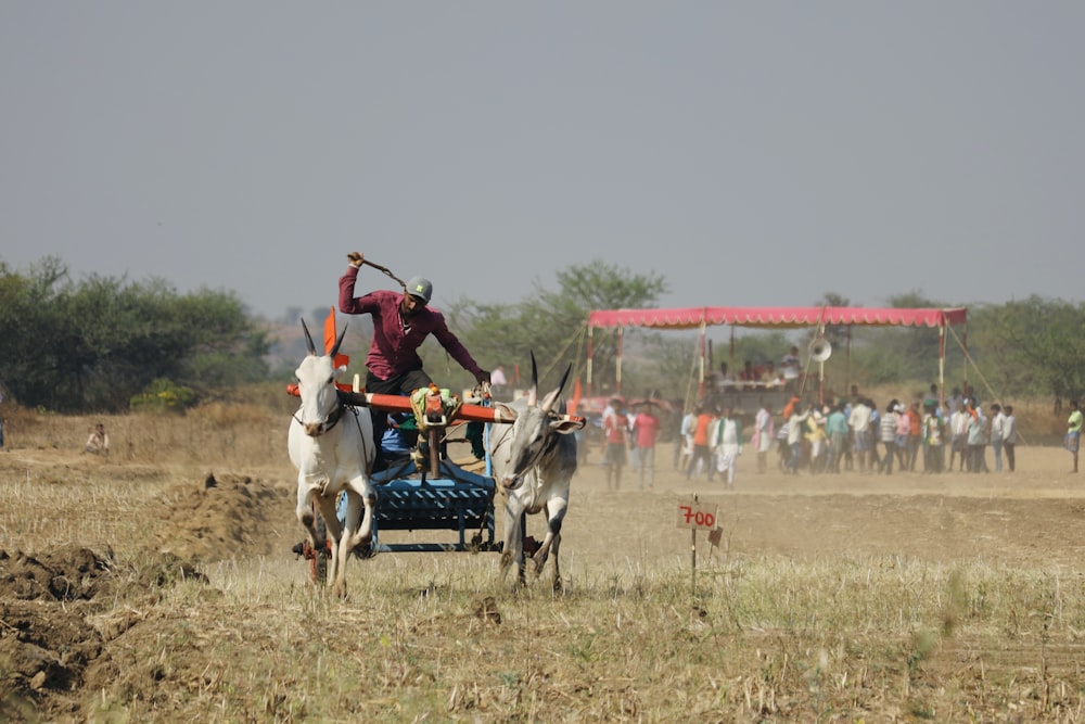 a man riding on the back of a white cow