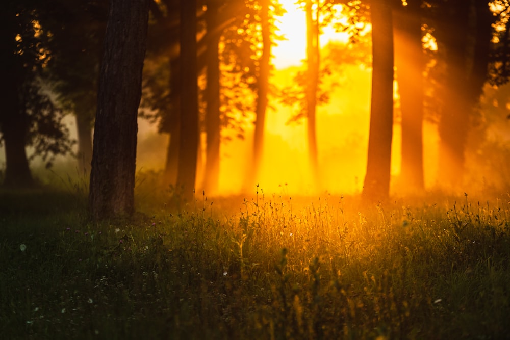 a sunset over a grass field