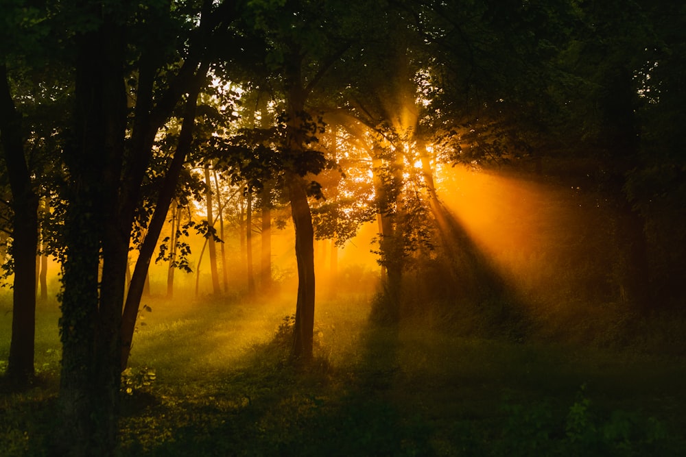 the sun is shining through the trees in the forest