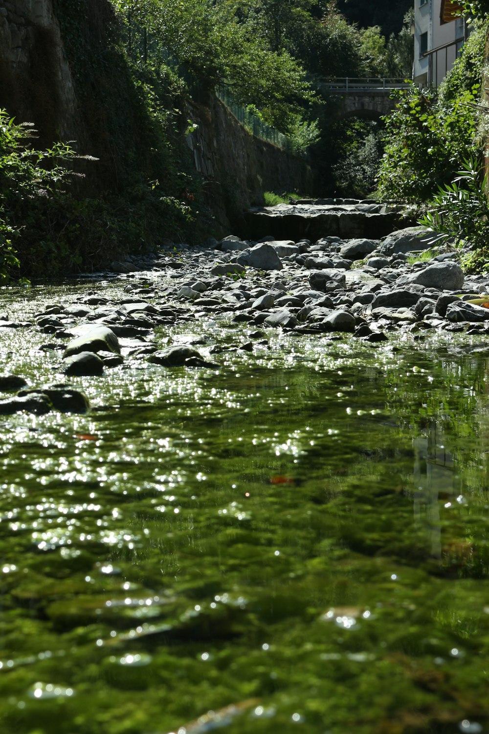 a river running through a lush green forest