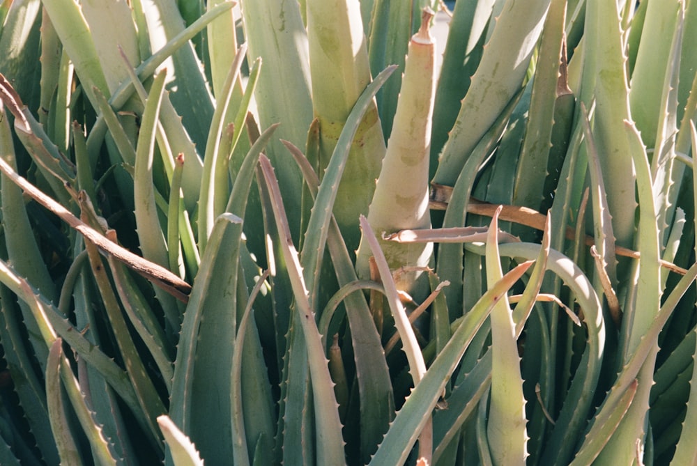 a close up of a plant with many leaves