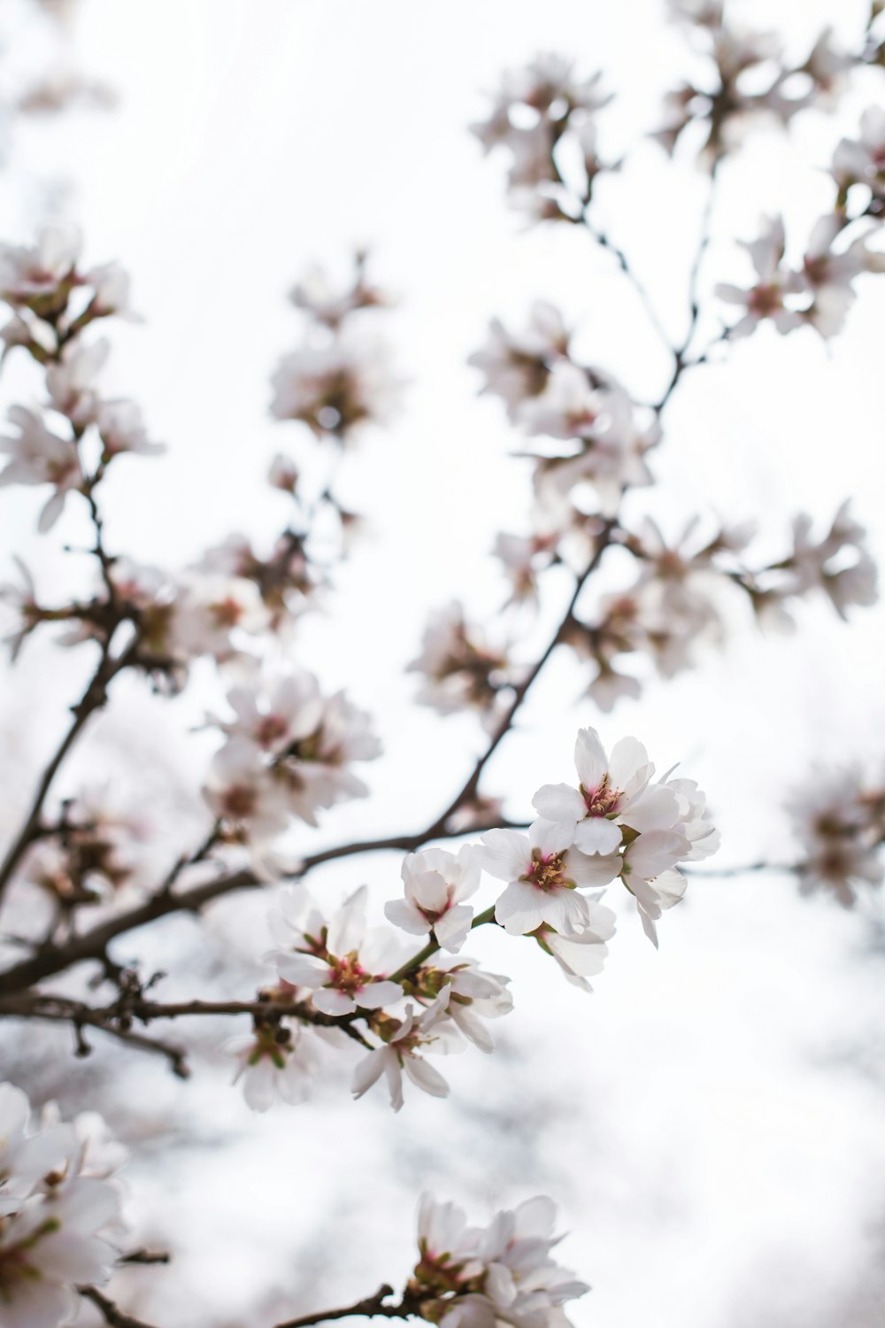 a vase of flowers on a tree branch