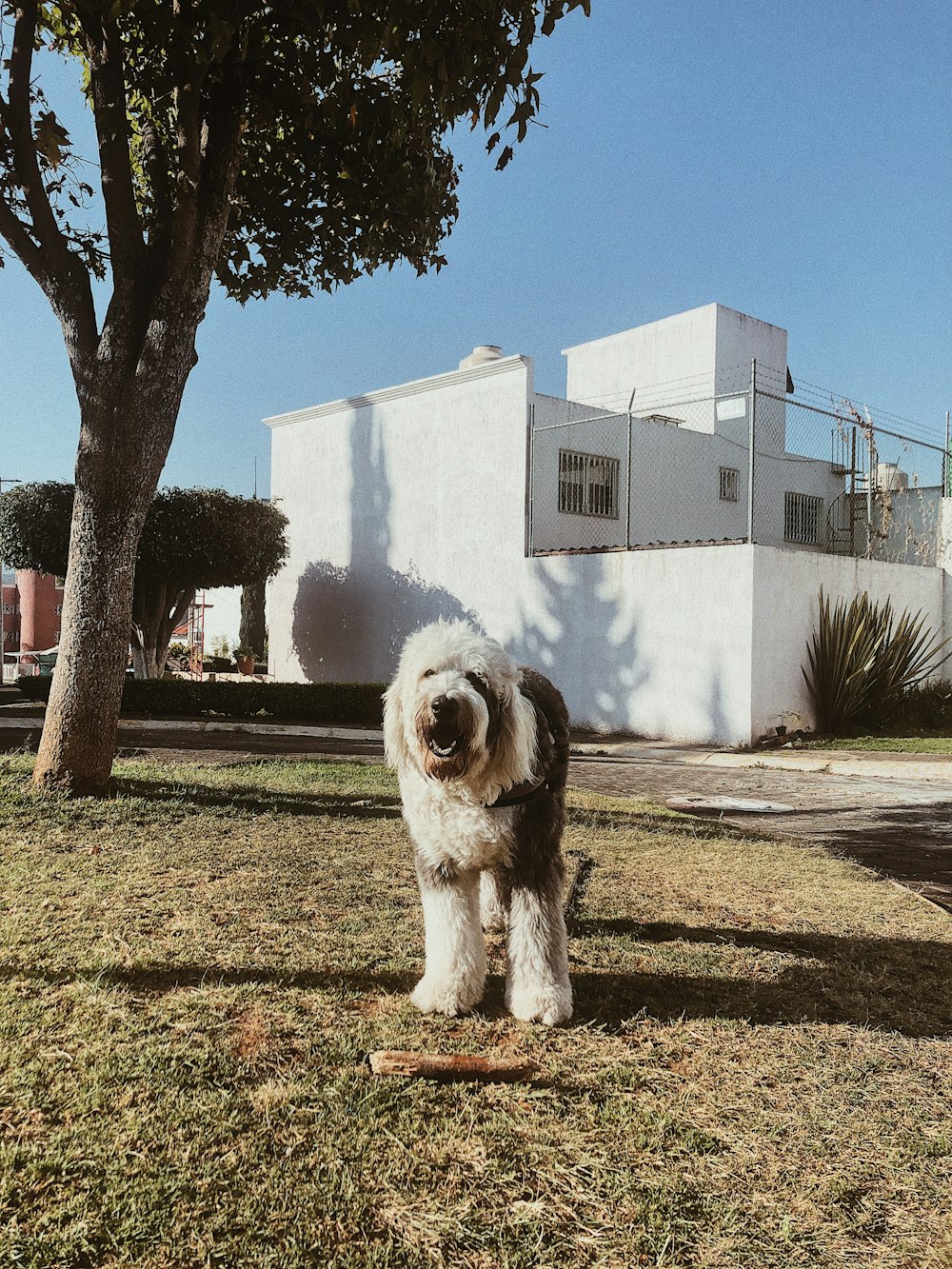 a dog standing in the grass next to a tree